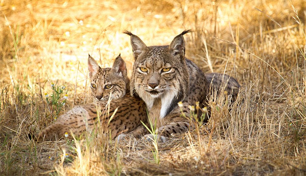 Un safari de lujo para observar el lince ibérico en Jaén