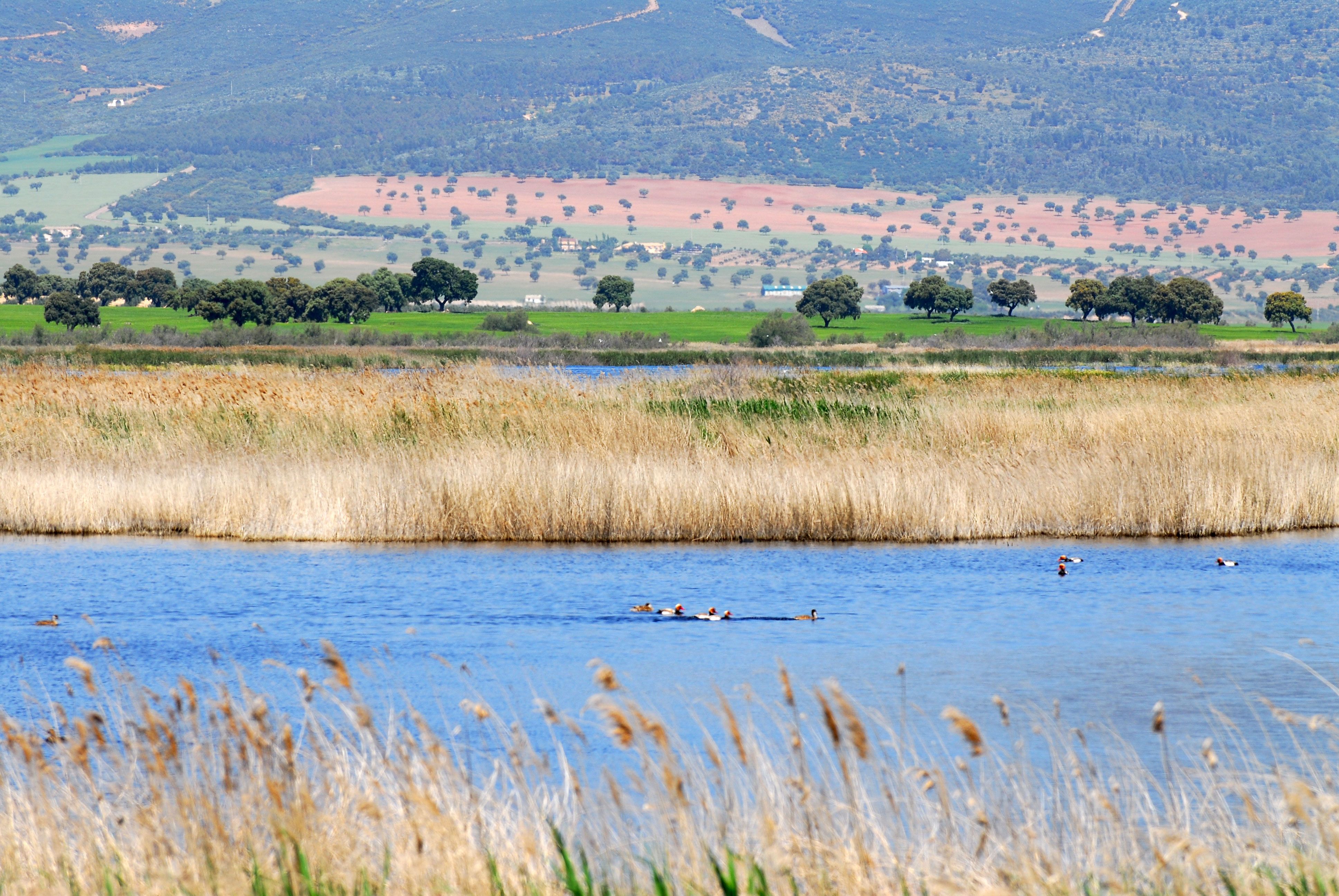 Daimiel, paraíso ambiental y ornitológico