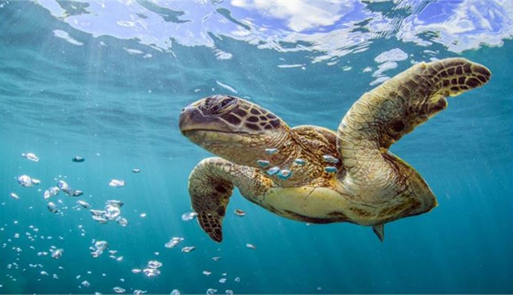 La mayor parte de los océanos han experimentado calor extremo desde 2014
