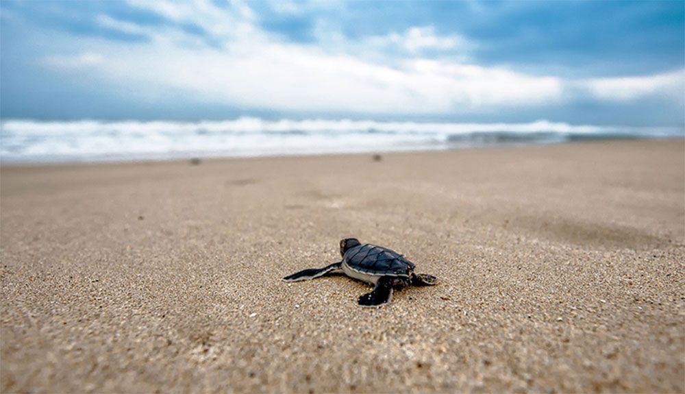 Comienza la temporada de avistamiento de tortugas en Costa Rica