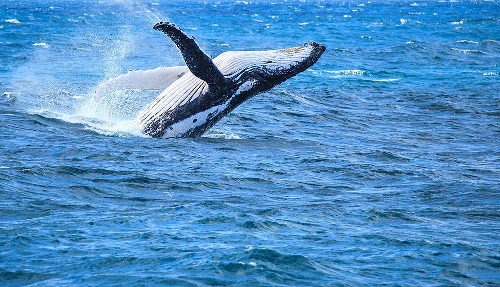 Nuestros océanos más protegidos para 2025