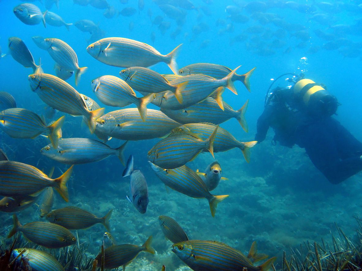 Buceo en las Islas Medas 