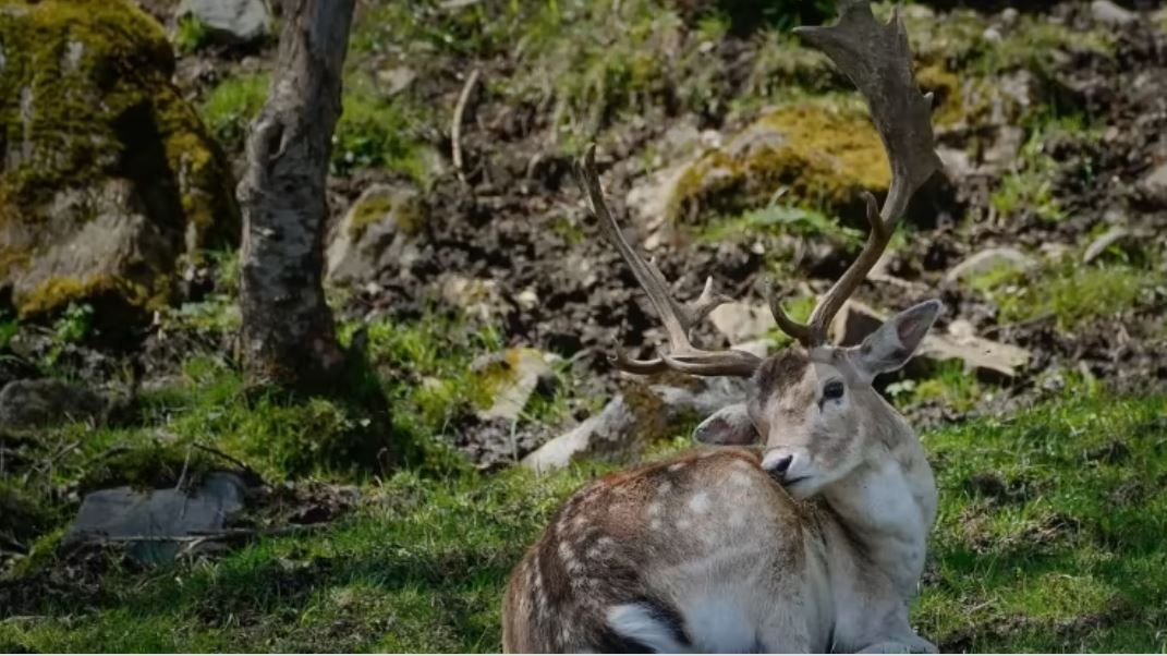 Berrea en el Pirineo catalán