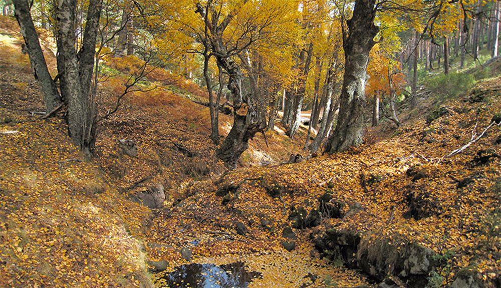 5 rutas por la Sierra Norte de Madrid