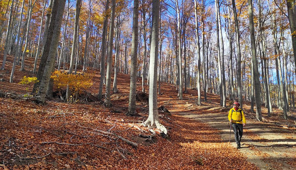 Hayedo de Monte Real, luces de otoño en el Camero Viejo