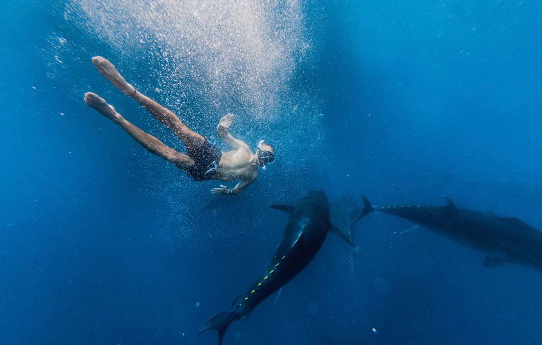 Tuna Tour Experience