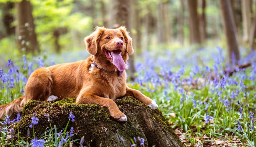 Cómo cuidar de tu perro este verano