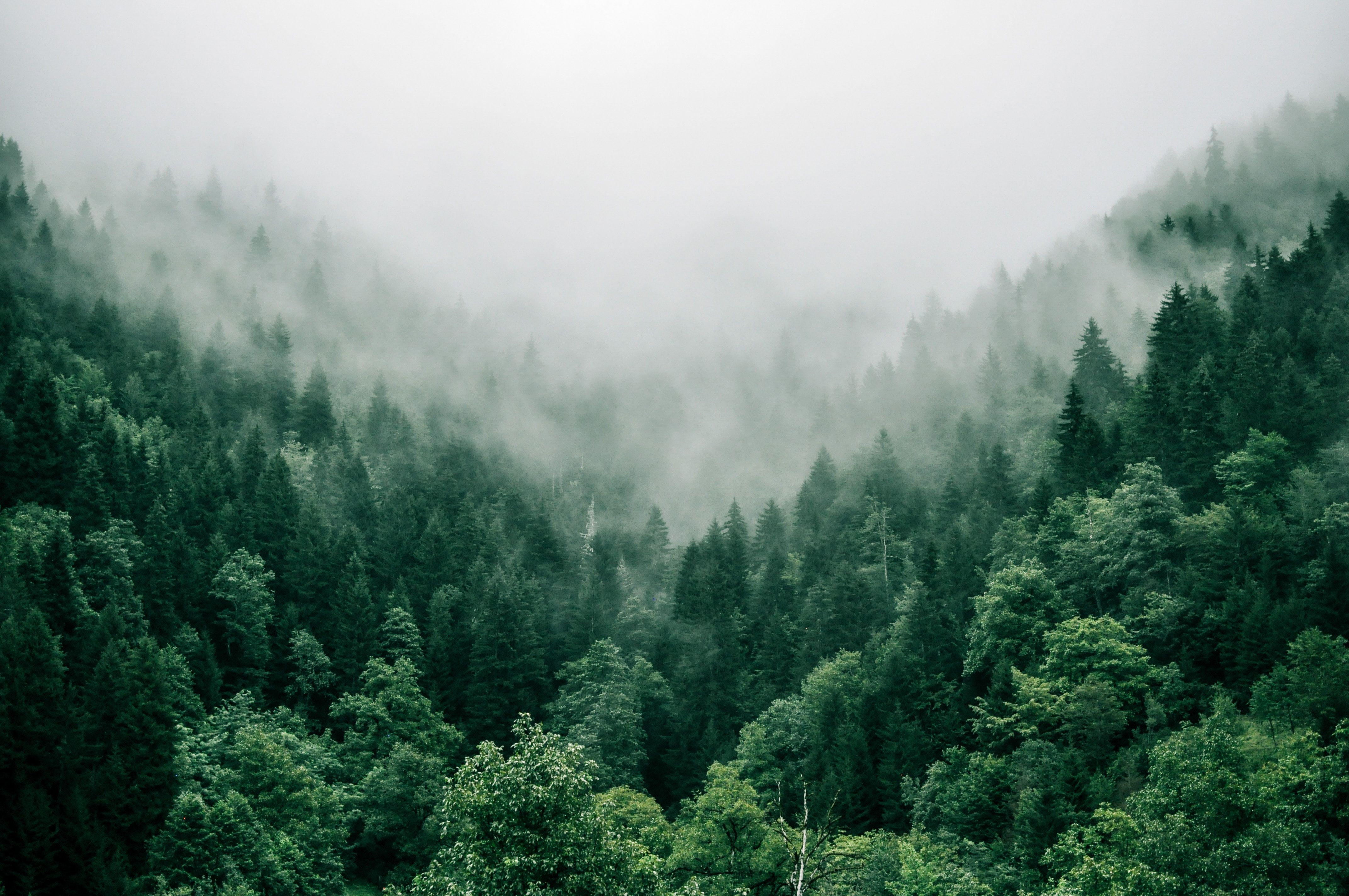 Foto aérea de un bosque de árboles verdes con niebla persistente