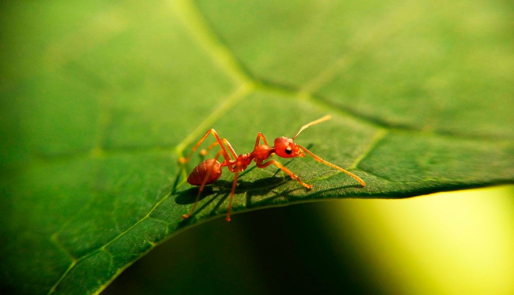 Cómo tratar picaduras de insectos en la naturaleza