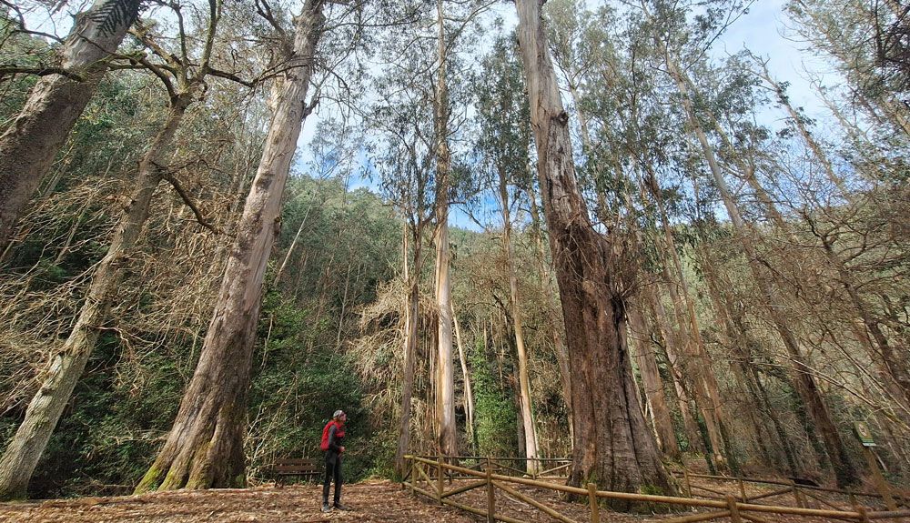 El bosque de los gigantes