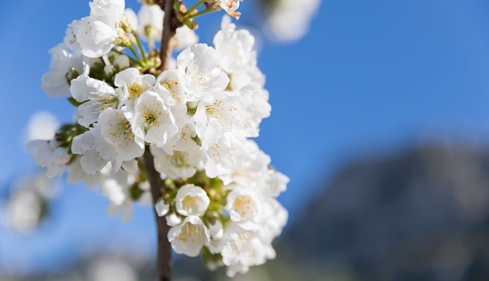 La Vall de Pop, senderos a la luz del Mediterráneo y los cerezos en florrp