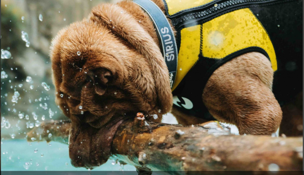 Newex traje ecopreno para perros Newex traje ecopreno para perros