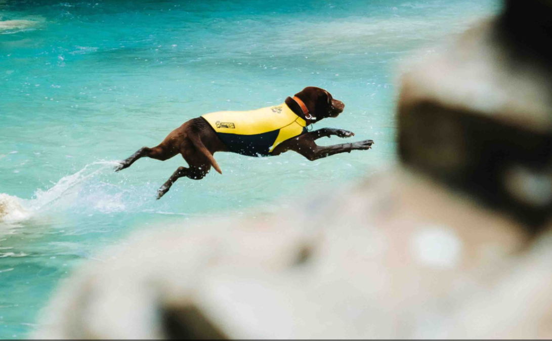 Newex, el primer traje ecopreno para perros 