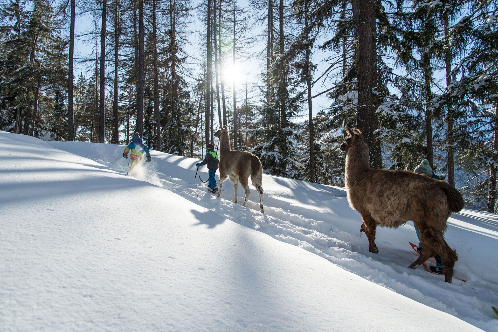 Les lamas des 7 vallées ®APernet GTosca