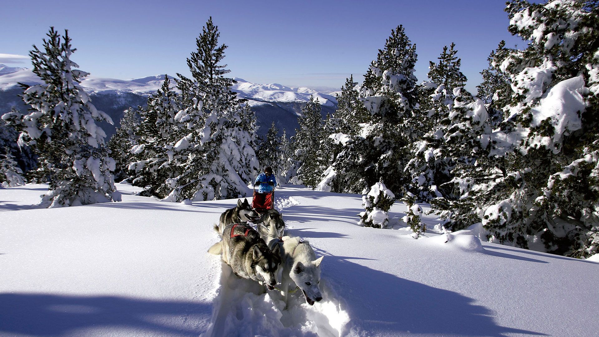 Una de las experiencias más top de la temporada en el Pirineo francés: Mushing en Bielle