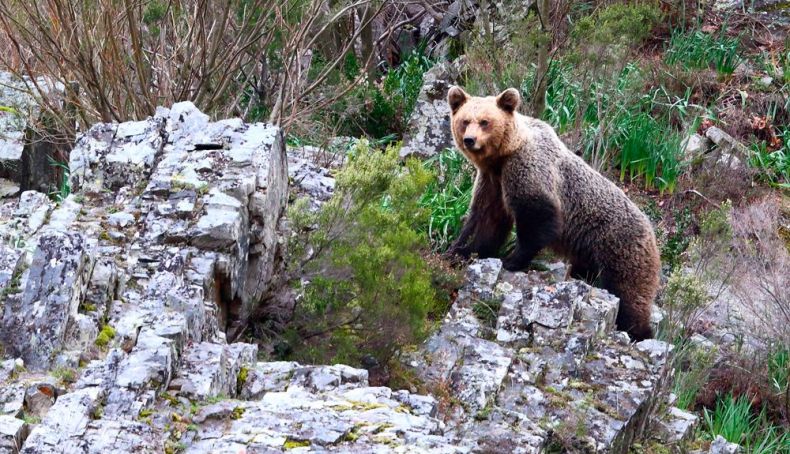 Oso en alerta en Fuentes del Narcea J Morrosco Oso en alerta en Fuentes del Narcea J Morrosco
