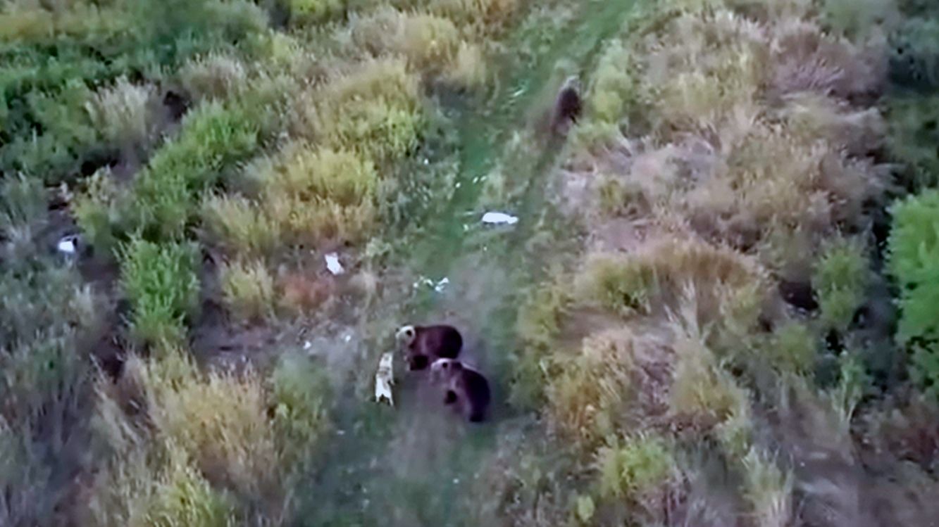 Buscaban a su husky desaparecido... y lo encontraron con una nueva "familia"