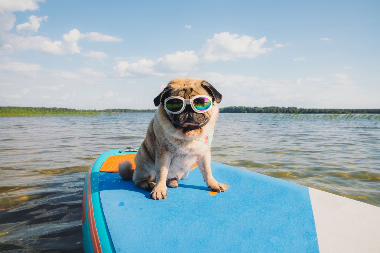  Golpes de calor en perros: cómo prevenirlos y actuar rápido en plena montaña