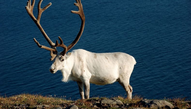 Mageroya Norway HGR 67509 Photo Photo Competition