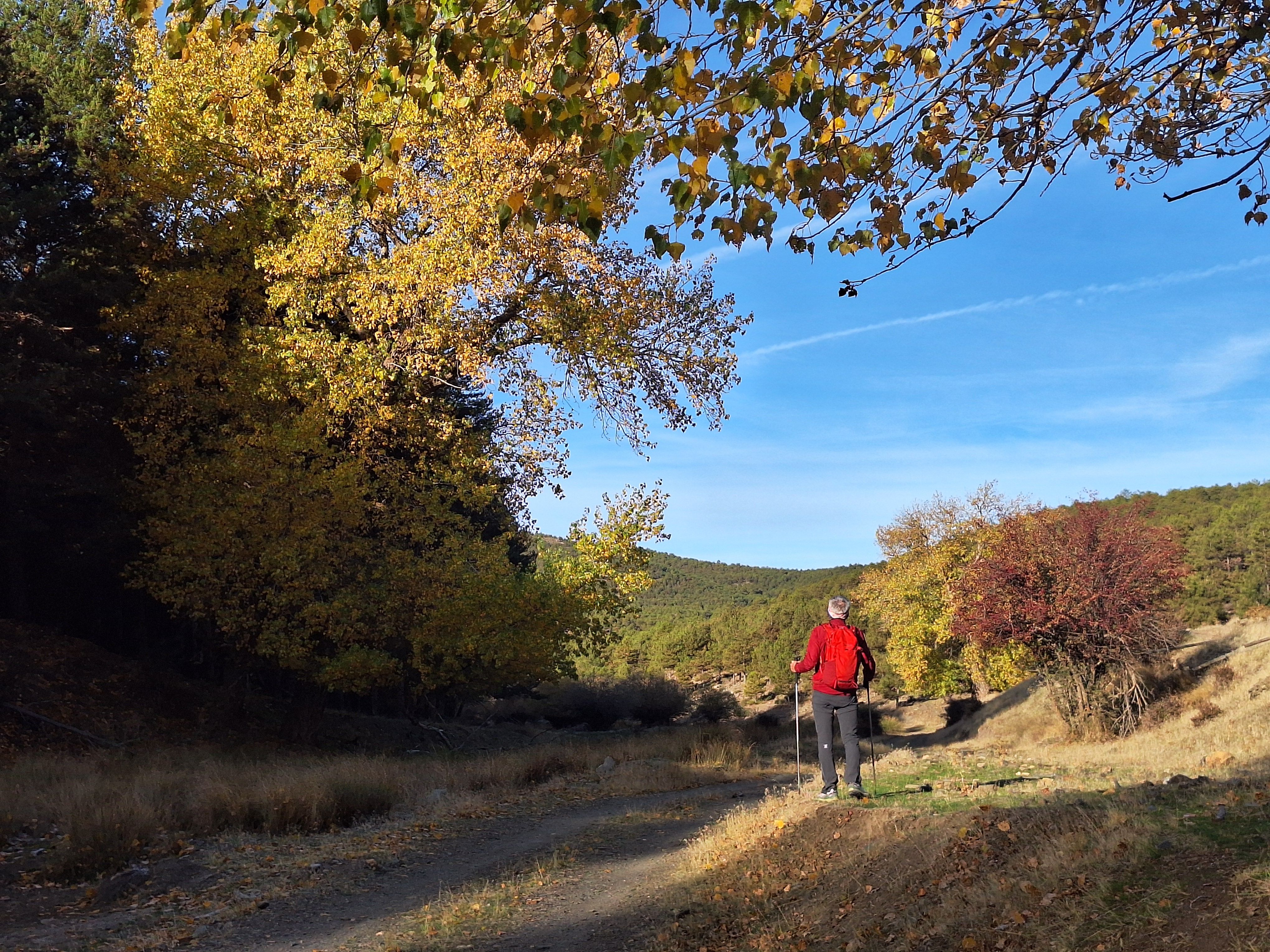 Los álamos centenarios de la Sierra de Baza