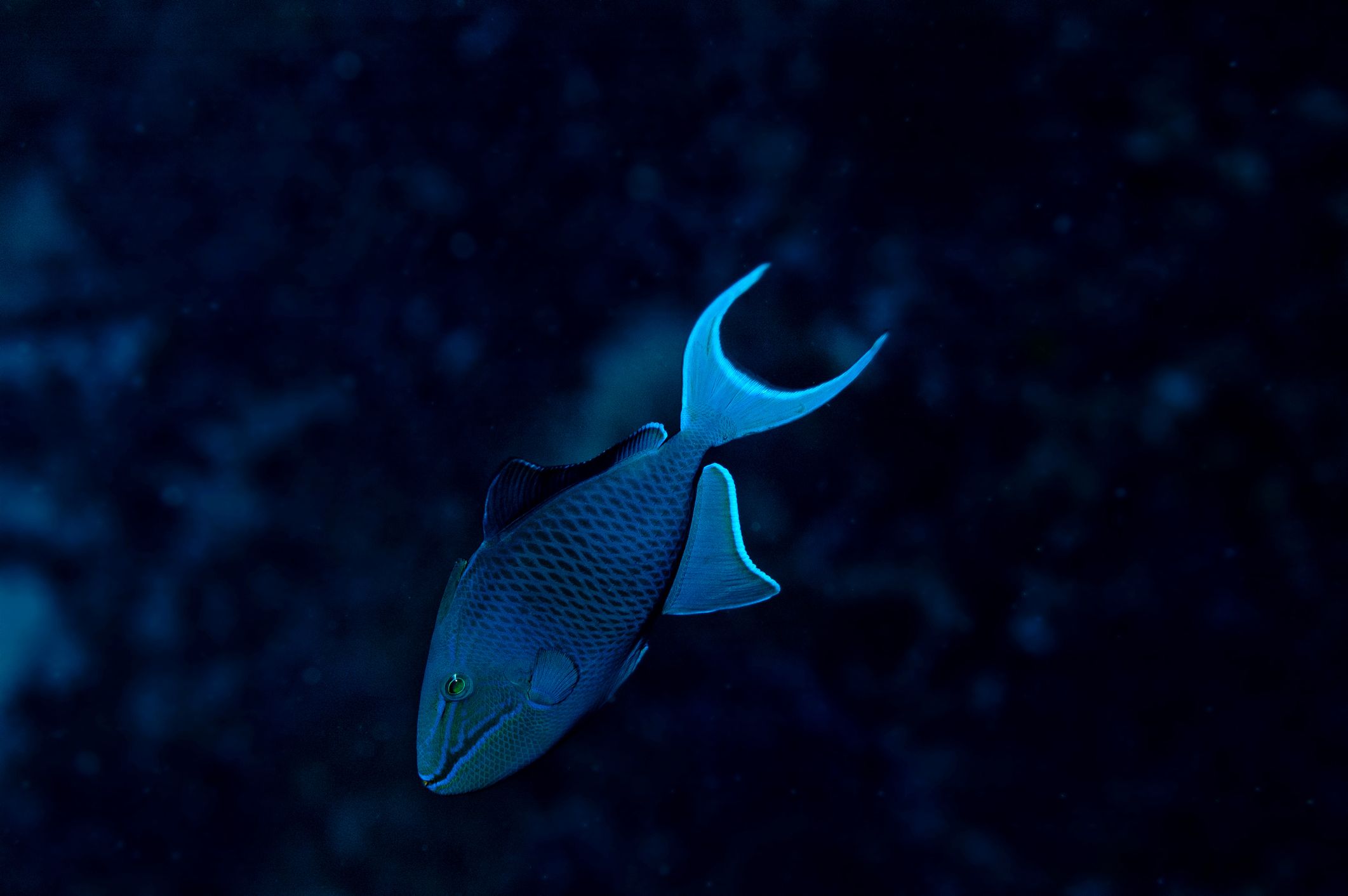 Buceo en Musandam: Los fiordos de Arabia bajo las olas