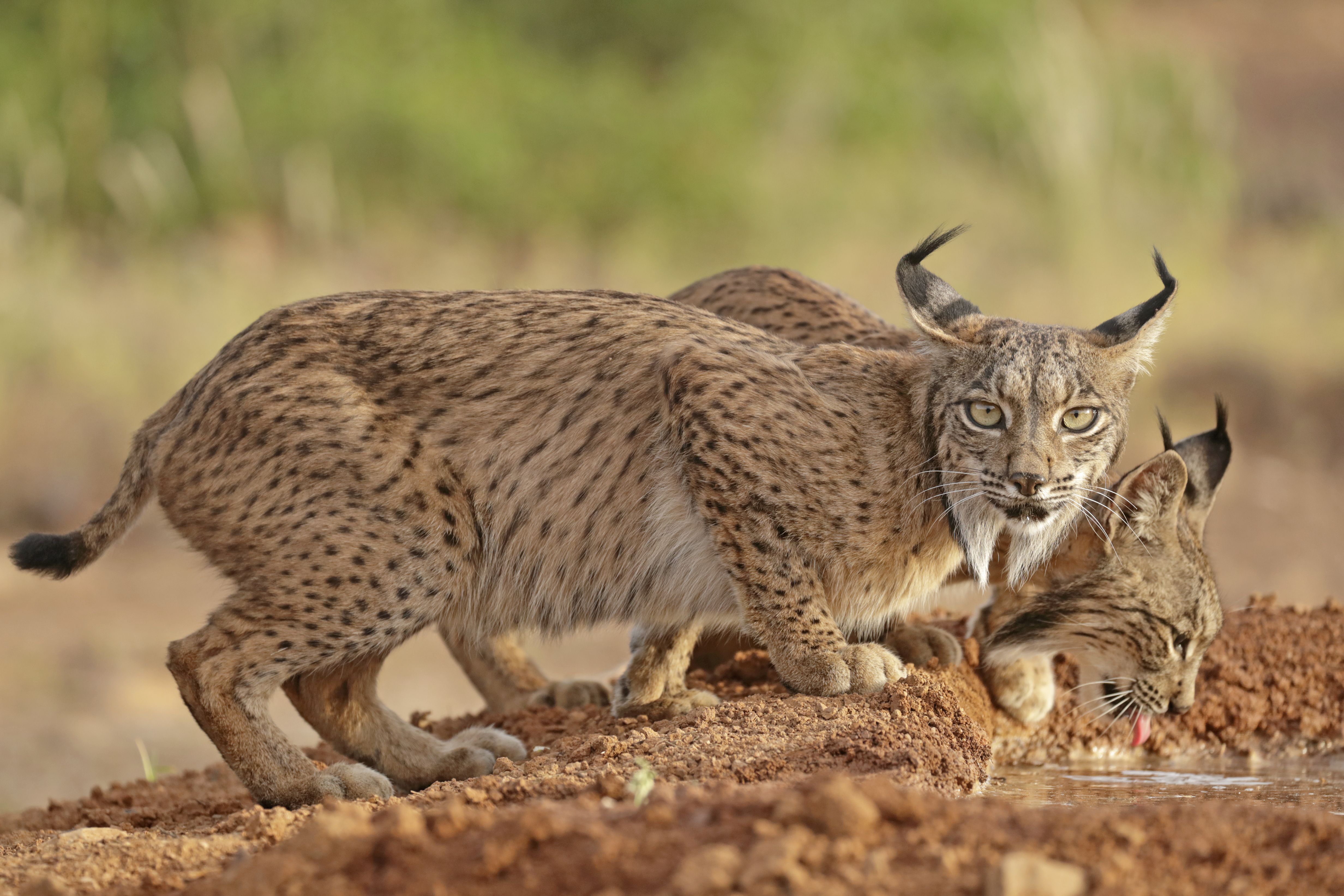 El lince regresa a Aragón © Antonio Liébana