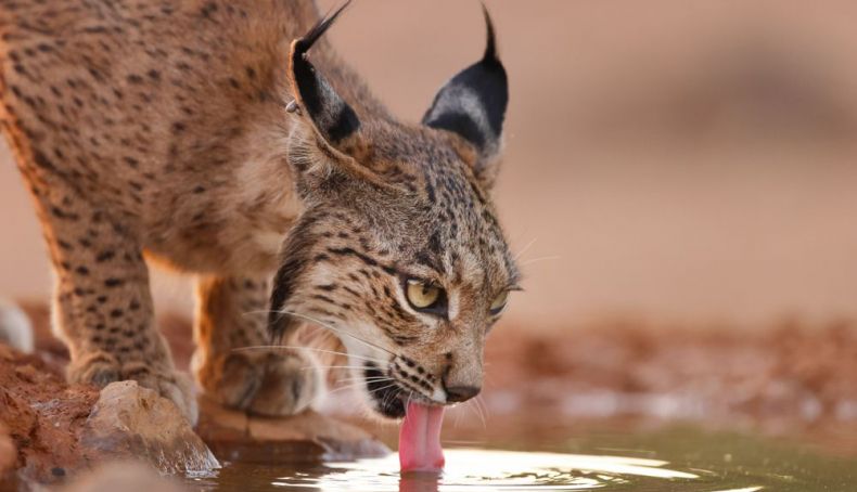Cachorros de Odrina 16 © Antonio Liébana