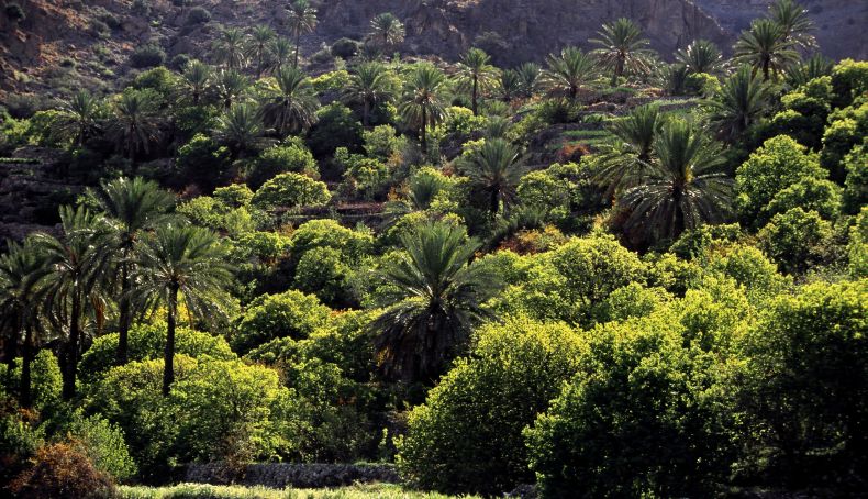 Nature   Beautiful Greenery, Salalah, Dhofar, Oman