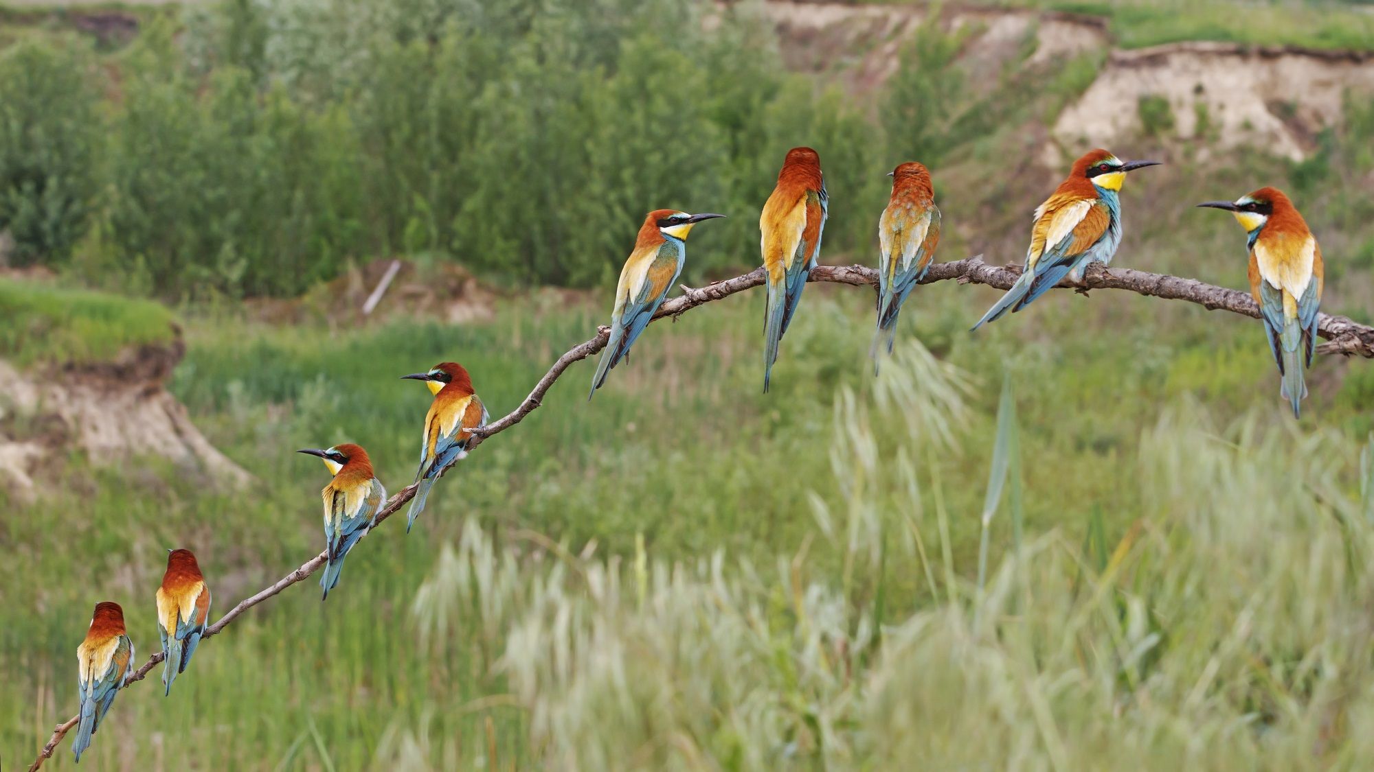 SEOBirdLife, 70 años de lucha por la conservación de las aves. Foto: SEOBirdLife