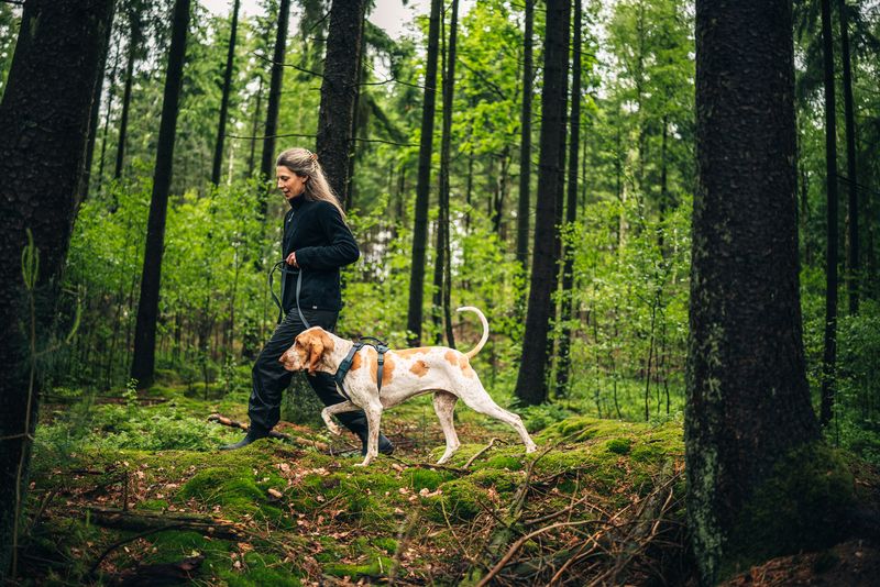 10 consejos para disfrutar del otoño con tu perro