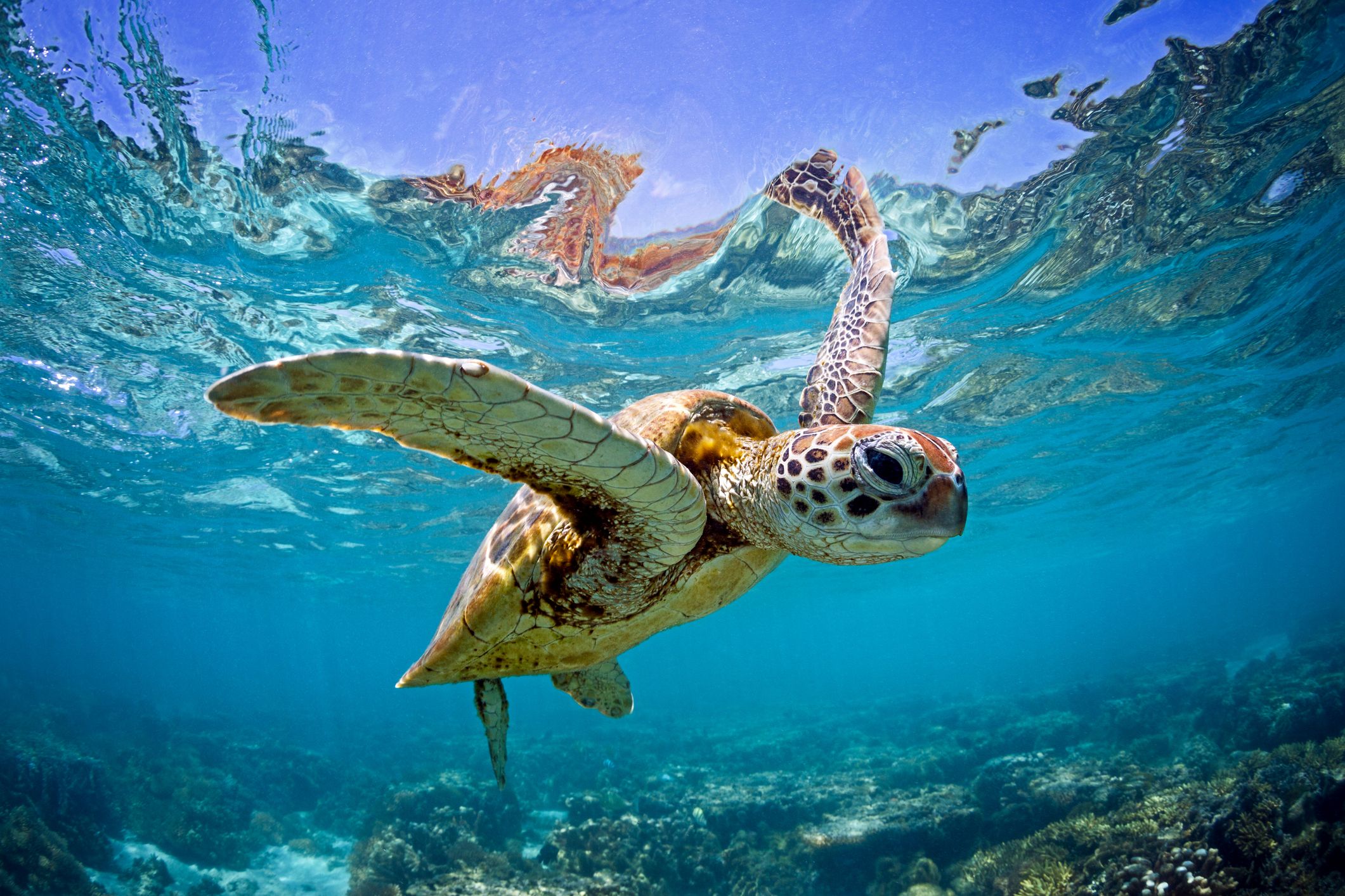 La vida silvestre mundial se desploma un 73 % en los últimos 50 años
