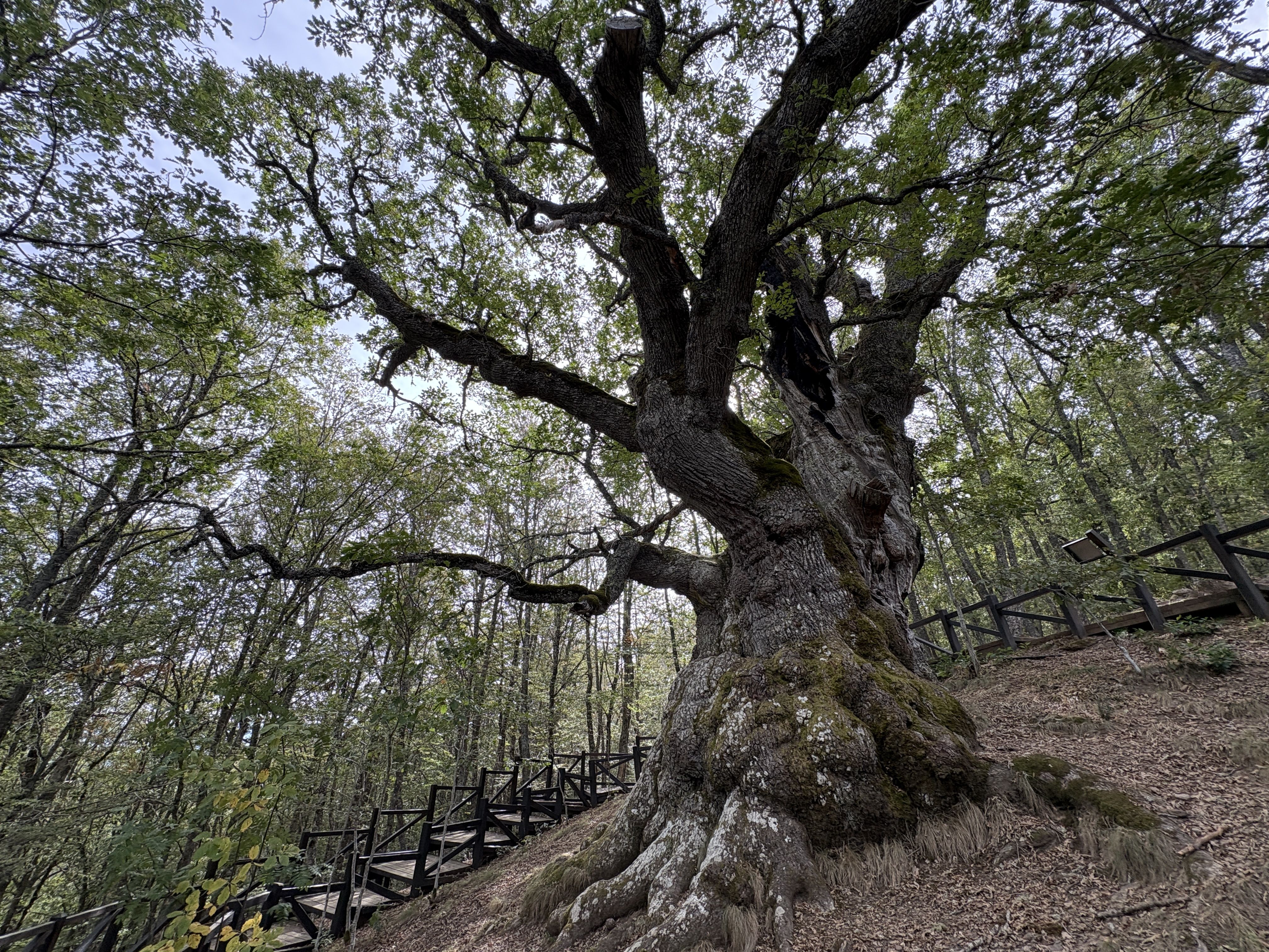 Roblón de Estalaya: cómo visitar el roble de 800 años de la Montaña Palentina