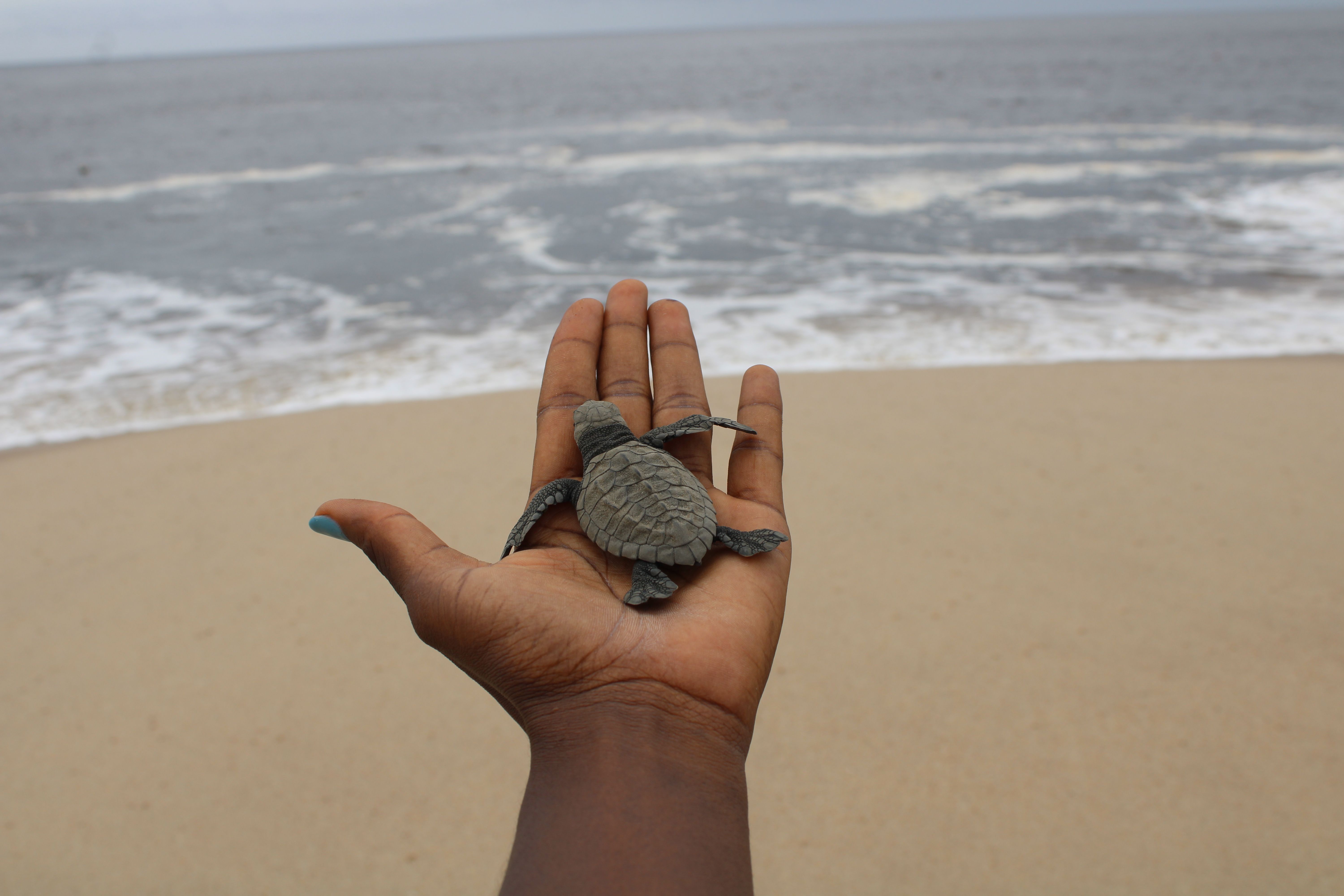 Angola, el destino donde miles de tortugas marinas nacen cada año / © Fundação Kissama Projecto Kitabanga 