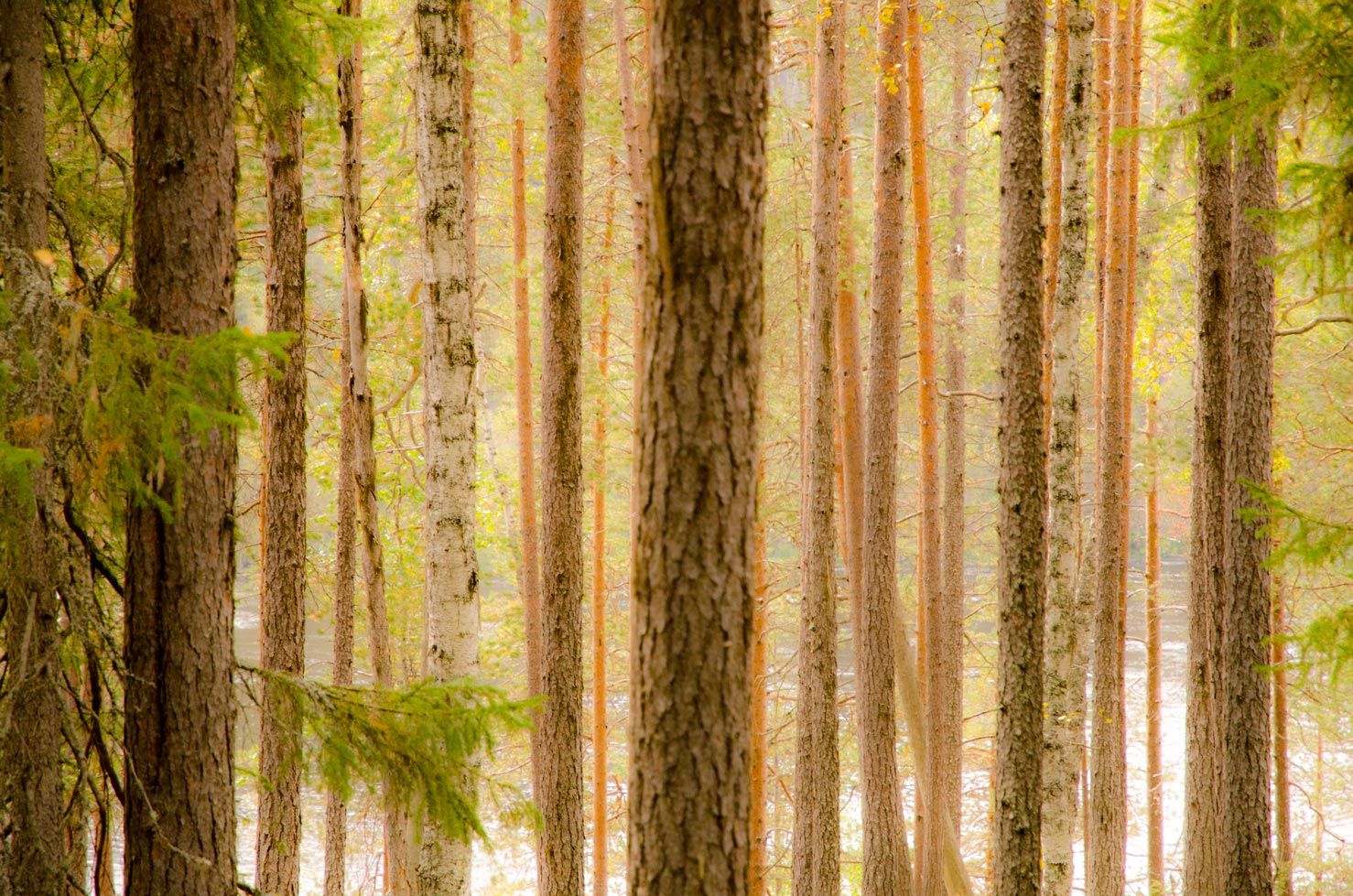 Finlandia en 15 fotografías