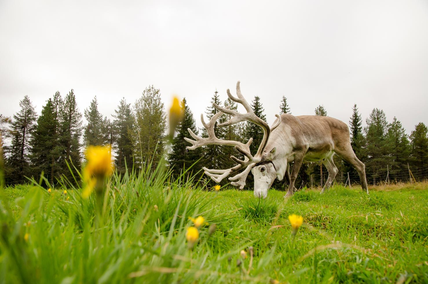 Finlandia en 15 fotografías