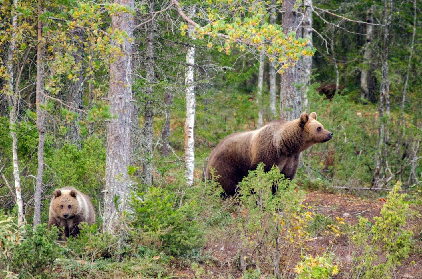 Finlandia en 15 fotografías