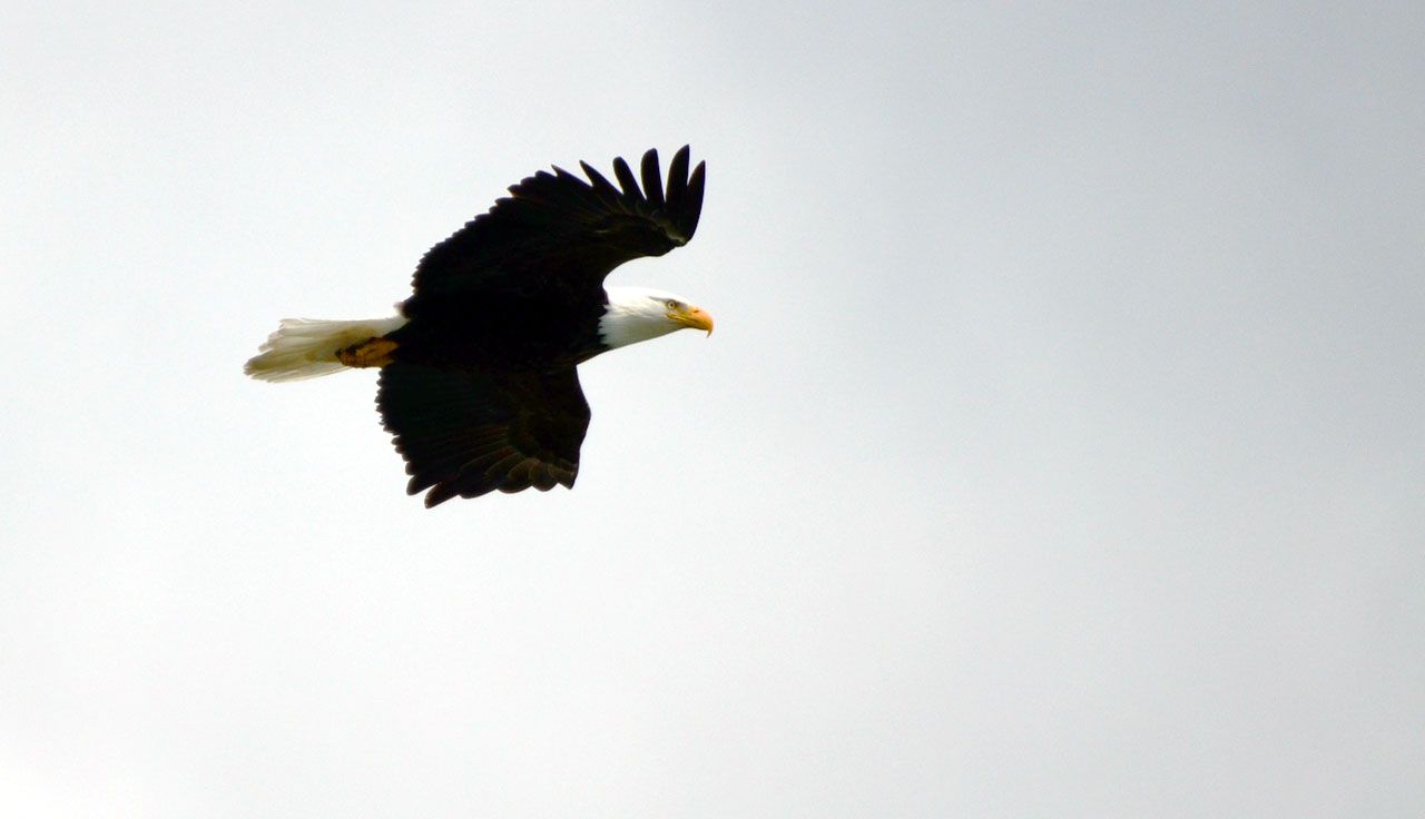 Bald eagle en Sterling, península de Kenai