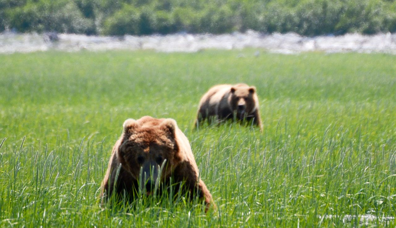 Brown bears en Hallo Bay, en la península de Katmai