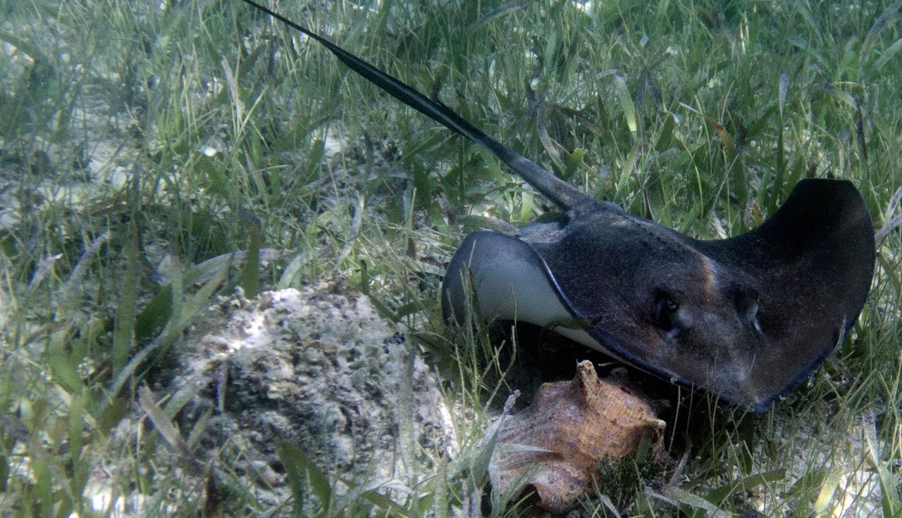 Belice, correrías caribeñas