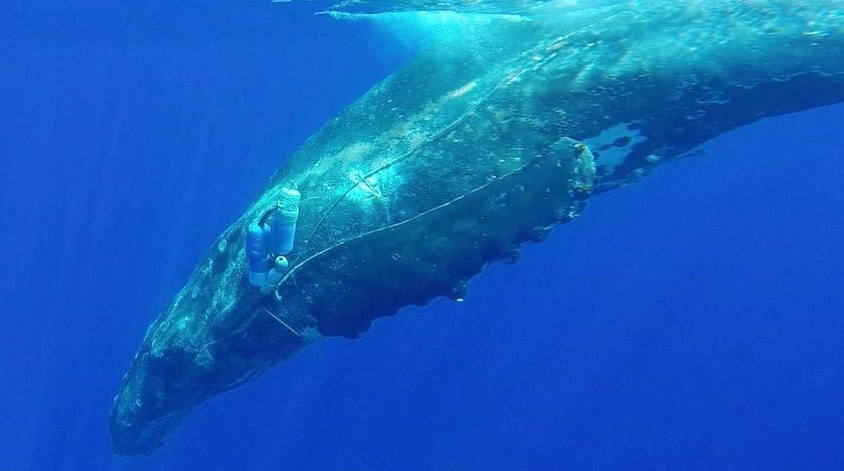 Drones para salvar ballenas