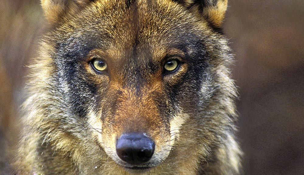WWF España: 50 años defendiendo la Naturaleza