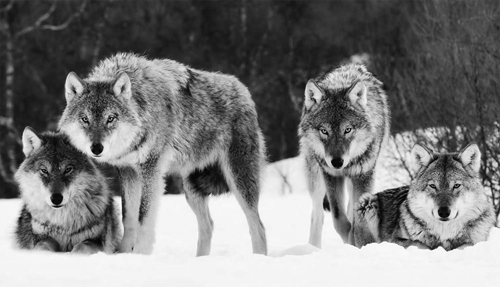 Los lobos del Sur