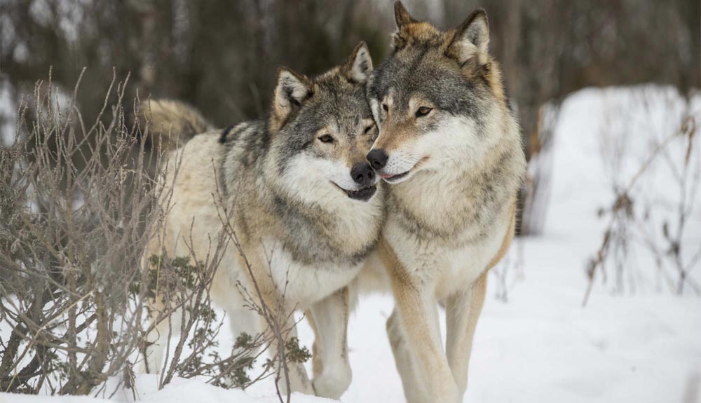 Lobos para frenar el despoblamiento rural