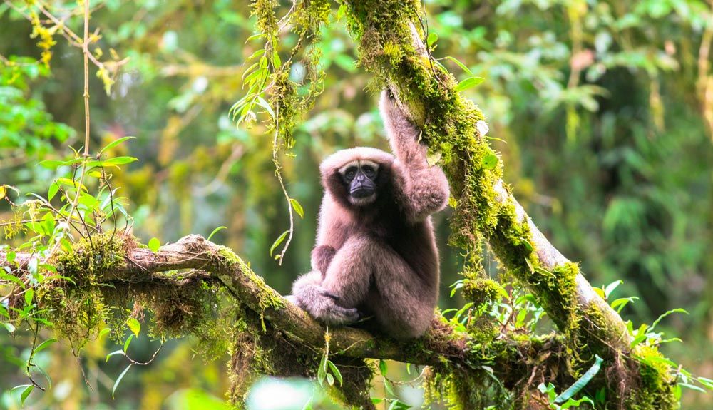 Más de 150 nuevas especies descubiertas en el Gran Mekong