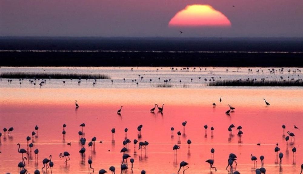 Doñana sigue en peligro