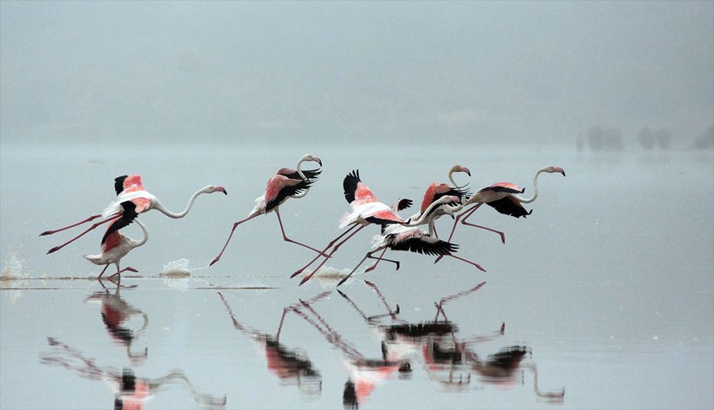Doñana busca justicia