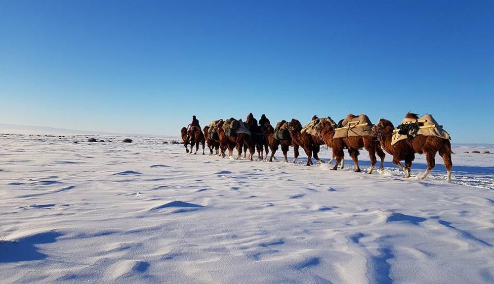De Mongolia a Londres: 12.000 km con camellos