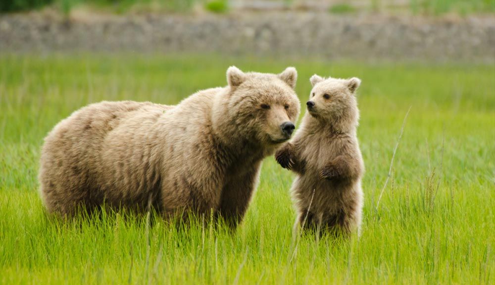 10 animales que pueden predecir desastres