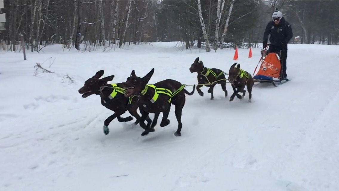 21 mushers españoles disputan el Campeonato del Mundo IFFS