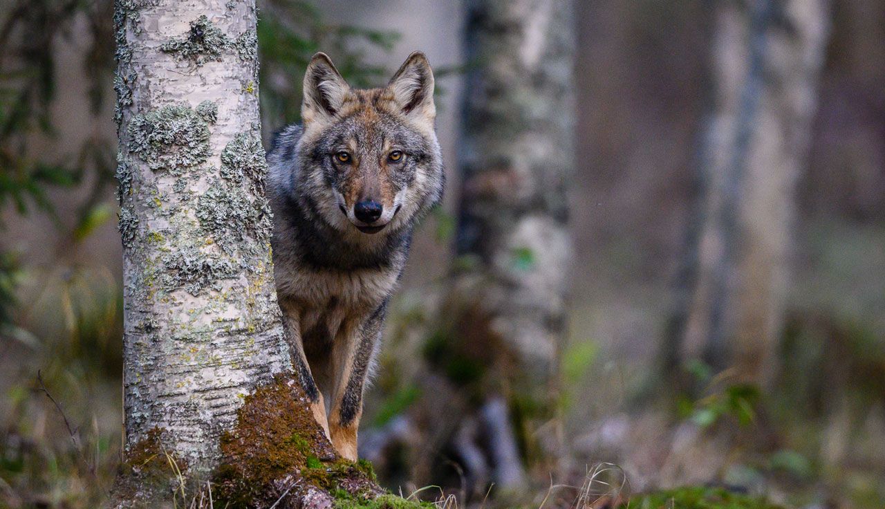 HIDE-N-SEEK, por LASSE KURKELA, Finlandia   
